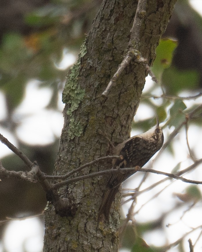 Brown Creeper - ML646035645