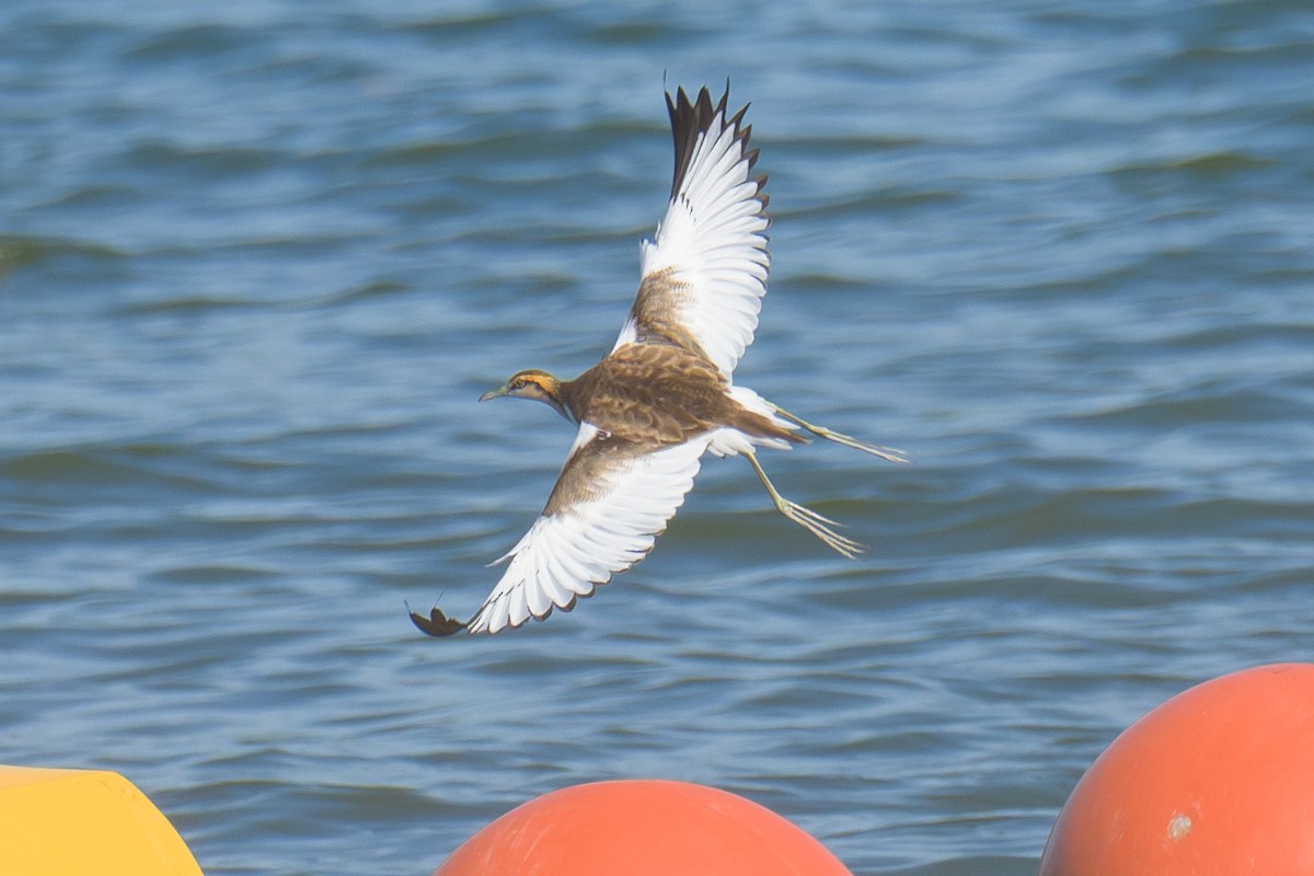 Pheasant-tailed Jacana - ML646035647
