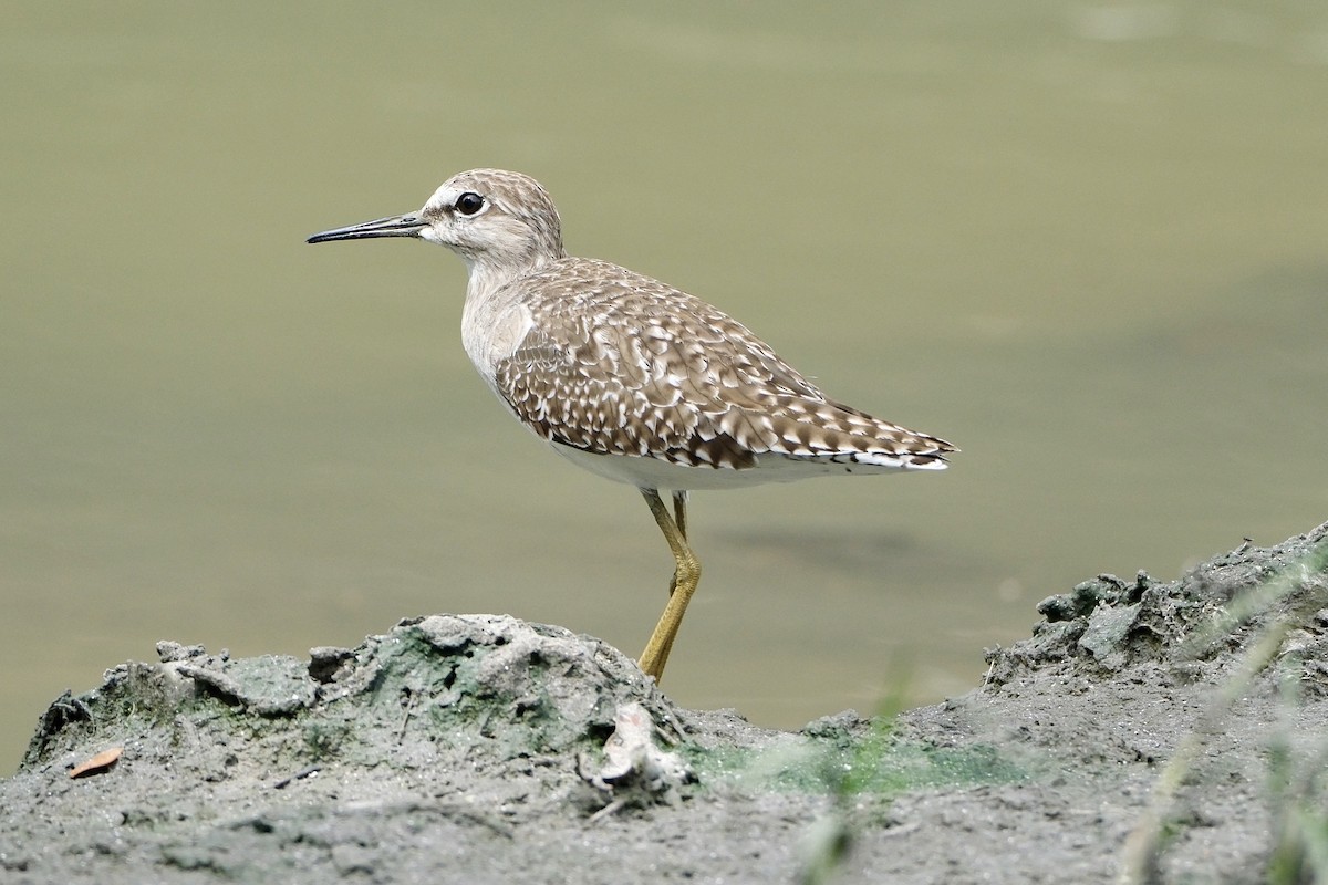 タカブシギ - ML646035650