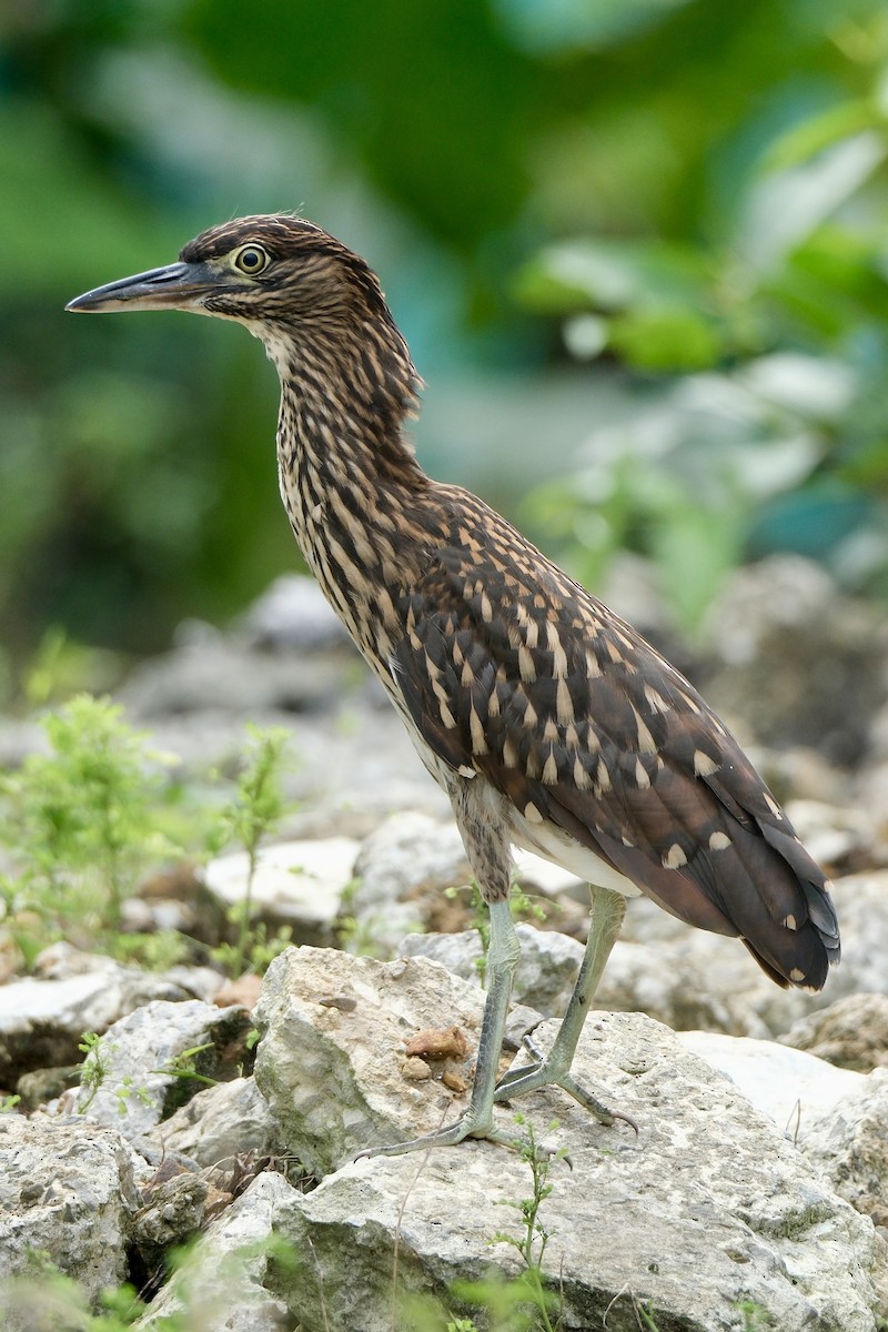 ハシブトゴイ - ML646035653