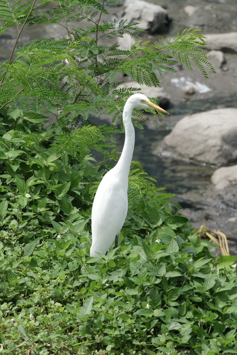 ダイサギ - ML646035669