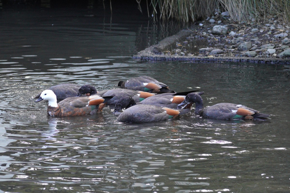 Tarro Maorí - ML646035670