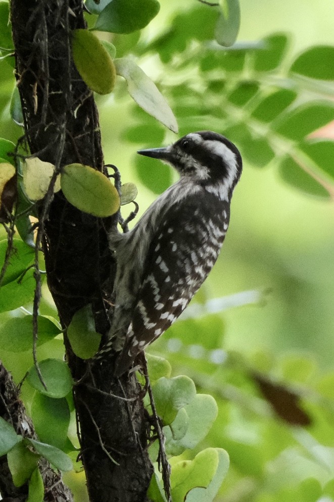 マレーコゲラ - ML646035671