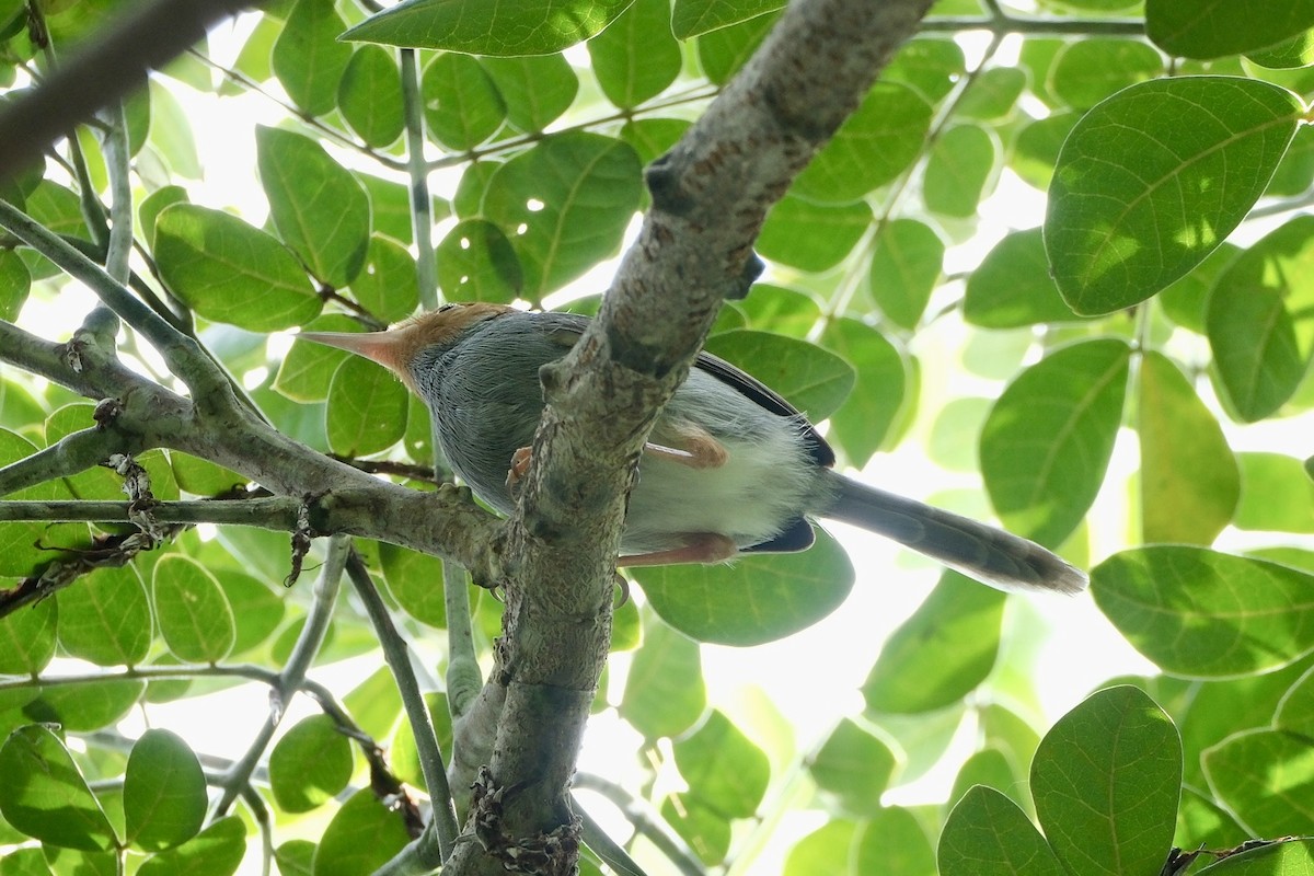 アカガオサイホウチョウ - ML646035676