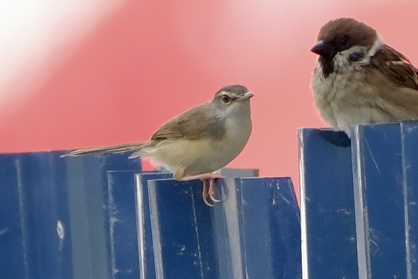 アオハウチワドリ - ML646035677