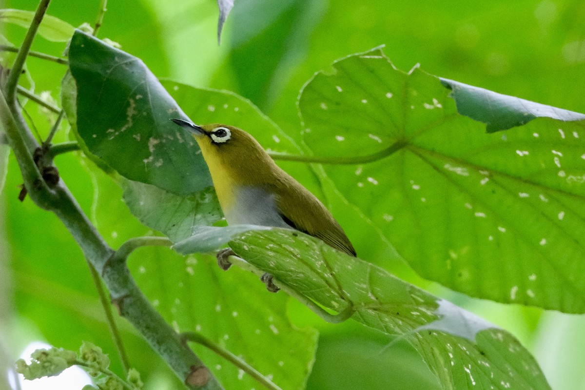 ミナミメジロ - ML646035680