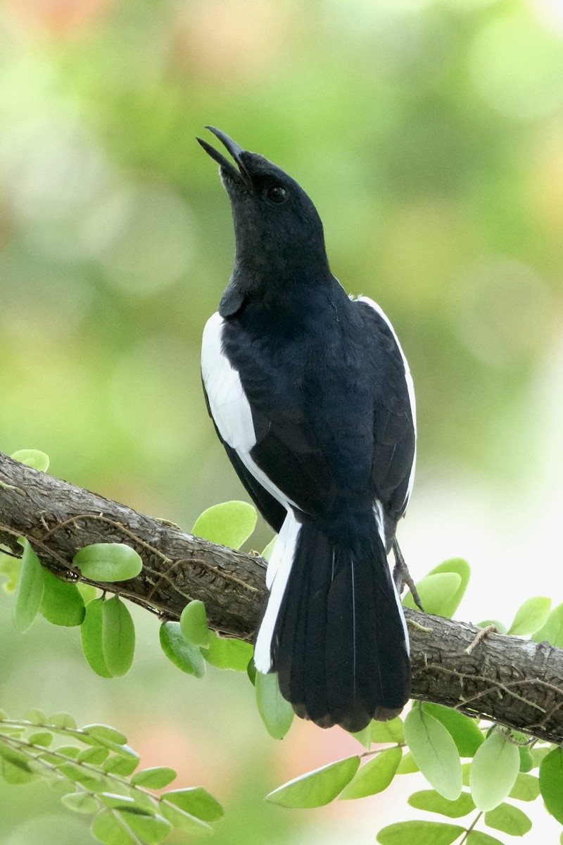 シキチョウ - ML646035698