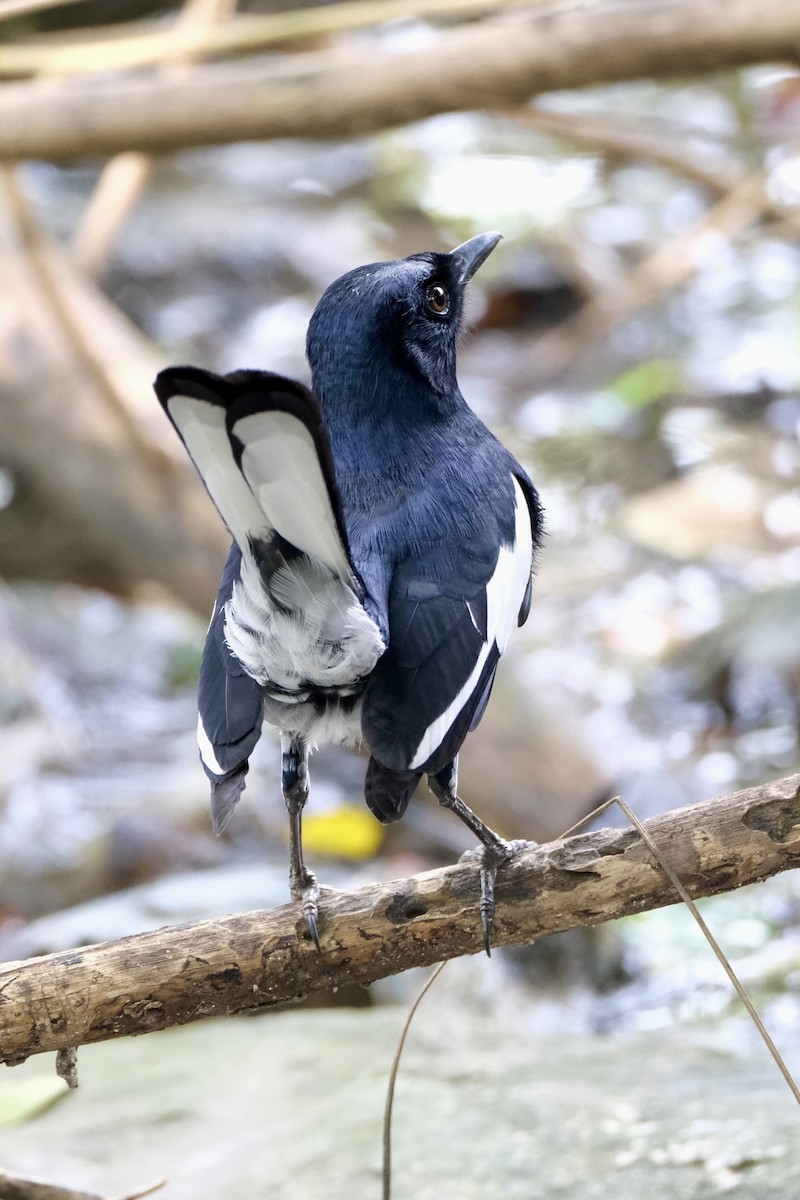 シキチョウ - ML646035699