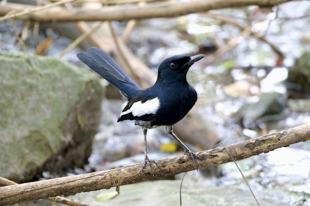 シキチョウ - ML646035700