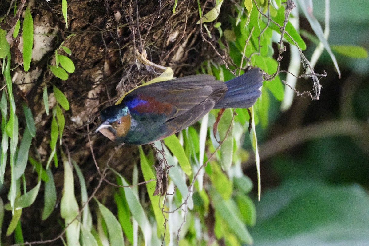 Brown-throated Sunbird - ML646035702