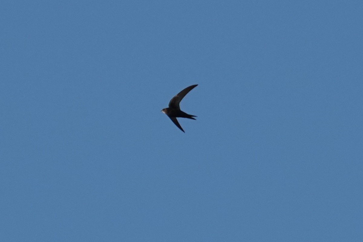 Серпокрилець чорний - ML646035722