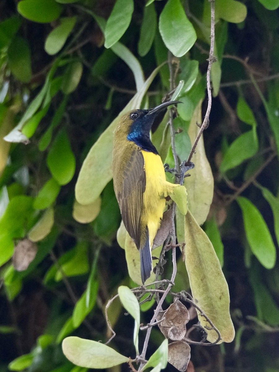 Ornate Sunbird - ML646035723
