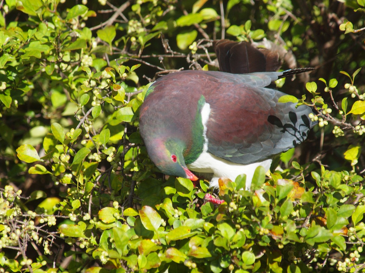New Zealand Pigeon - ML646035727