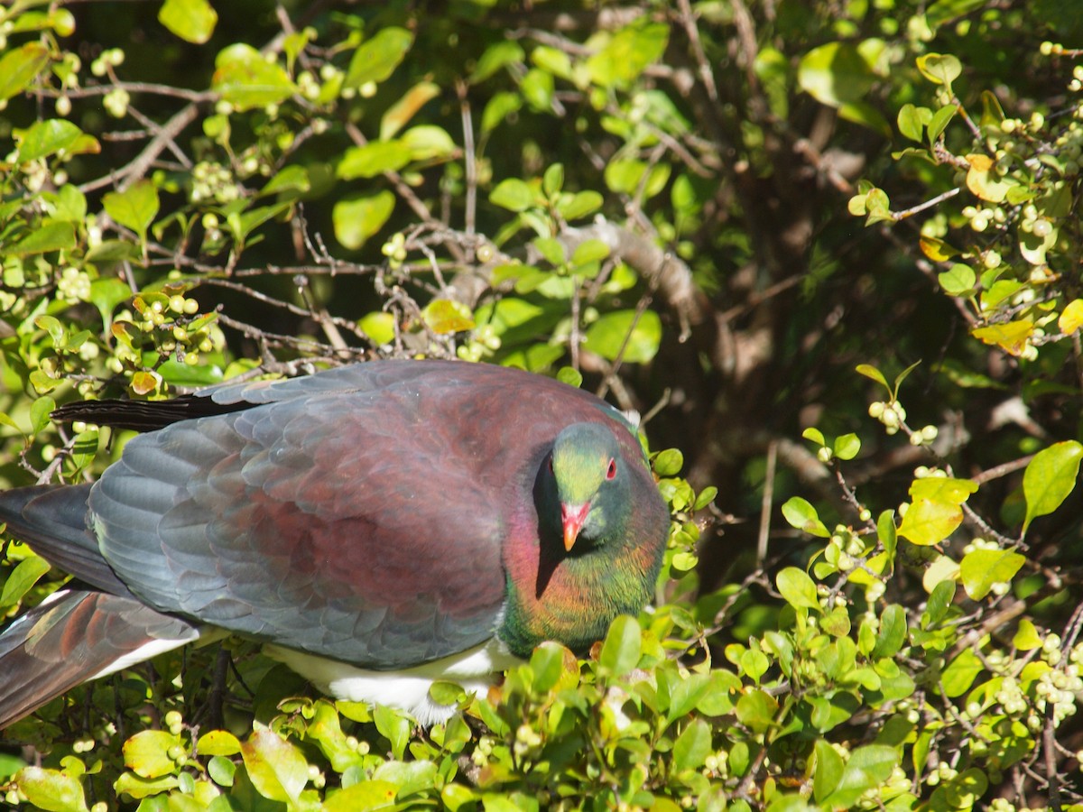 New Zealand Pigeon - ML646035728