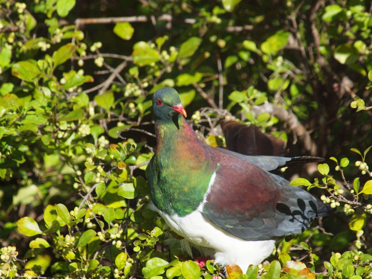 New Zealand Pigeon - ML646035729