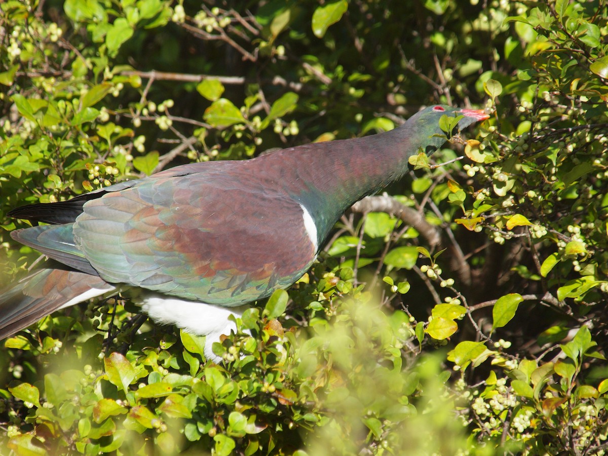 New Zealand Pigeon - ML646035730