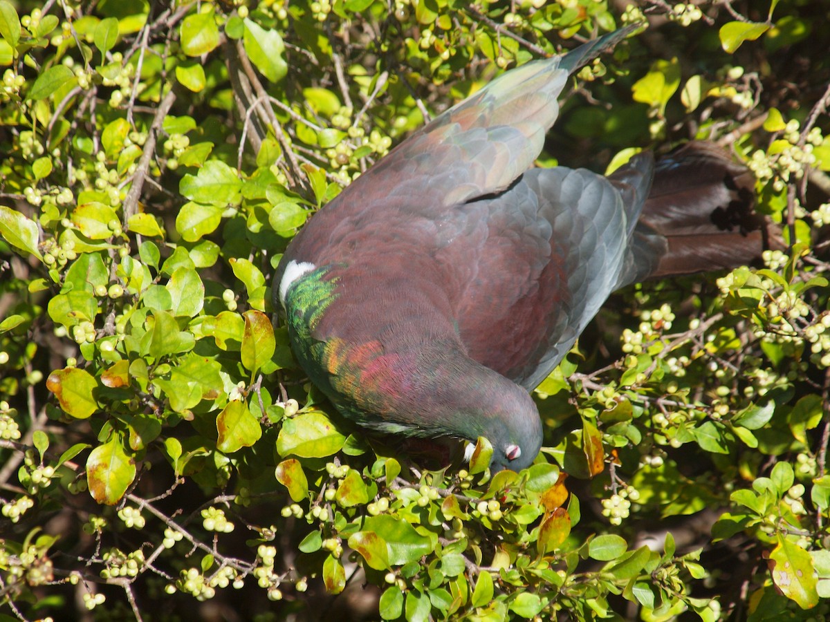 New Zealand Pigeon - ML646035731