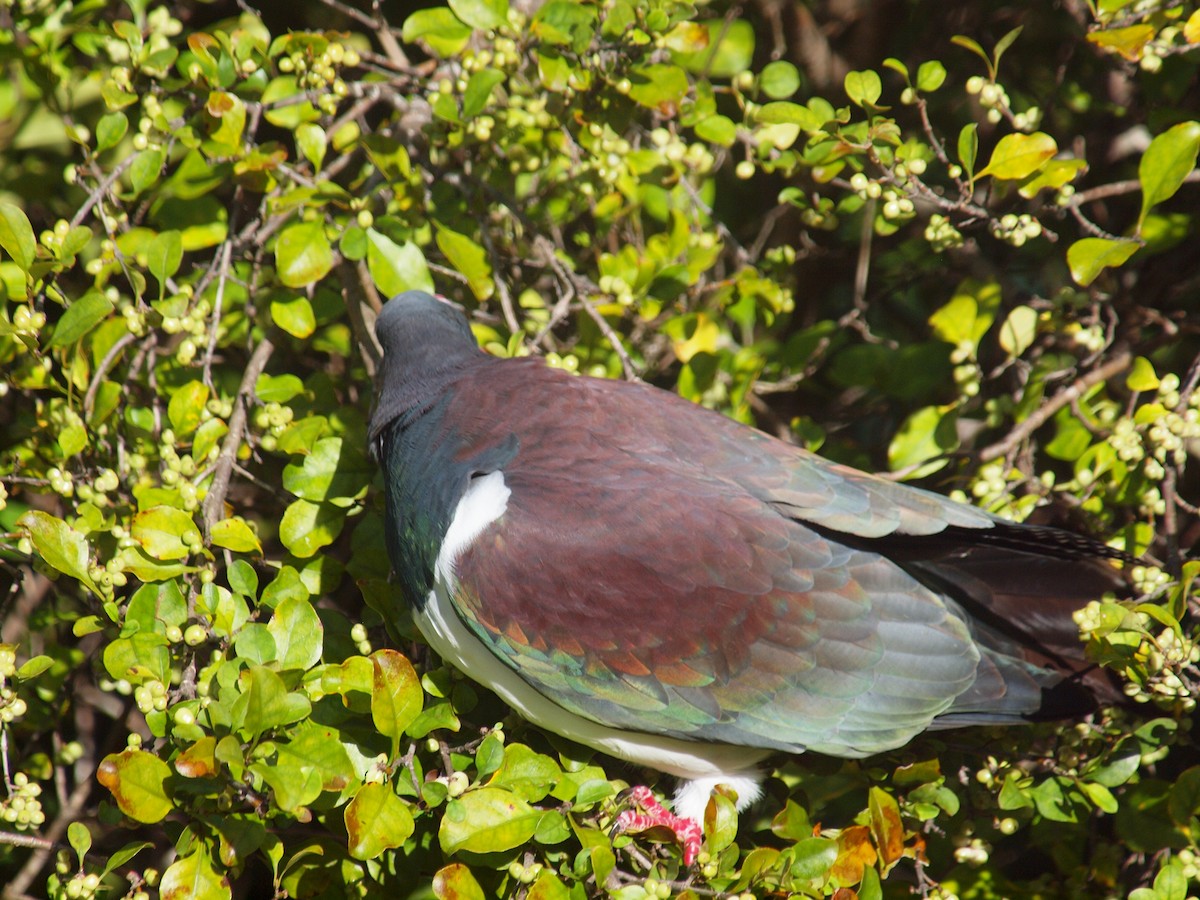 New Zealand Pigeon - ML646035732