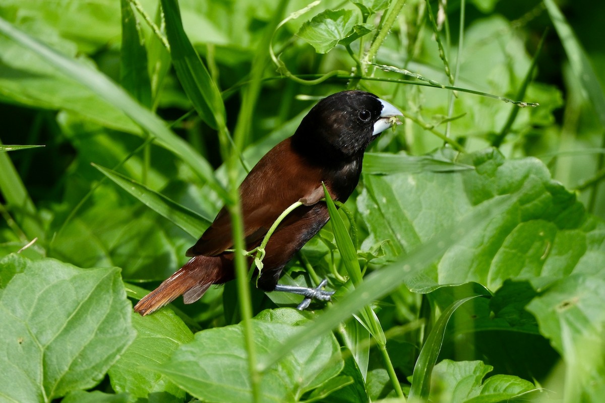 Chestnut Munia - ML646035733