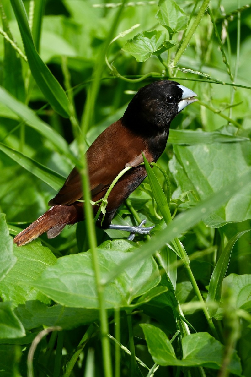 Chestnut Munia - ML646035734