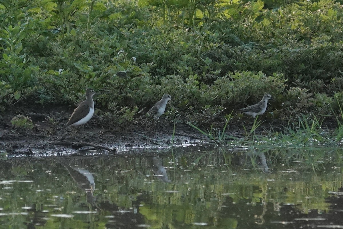 Little Stint - ML646035747