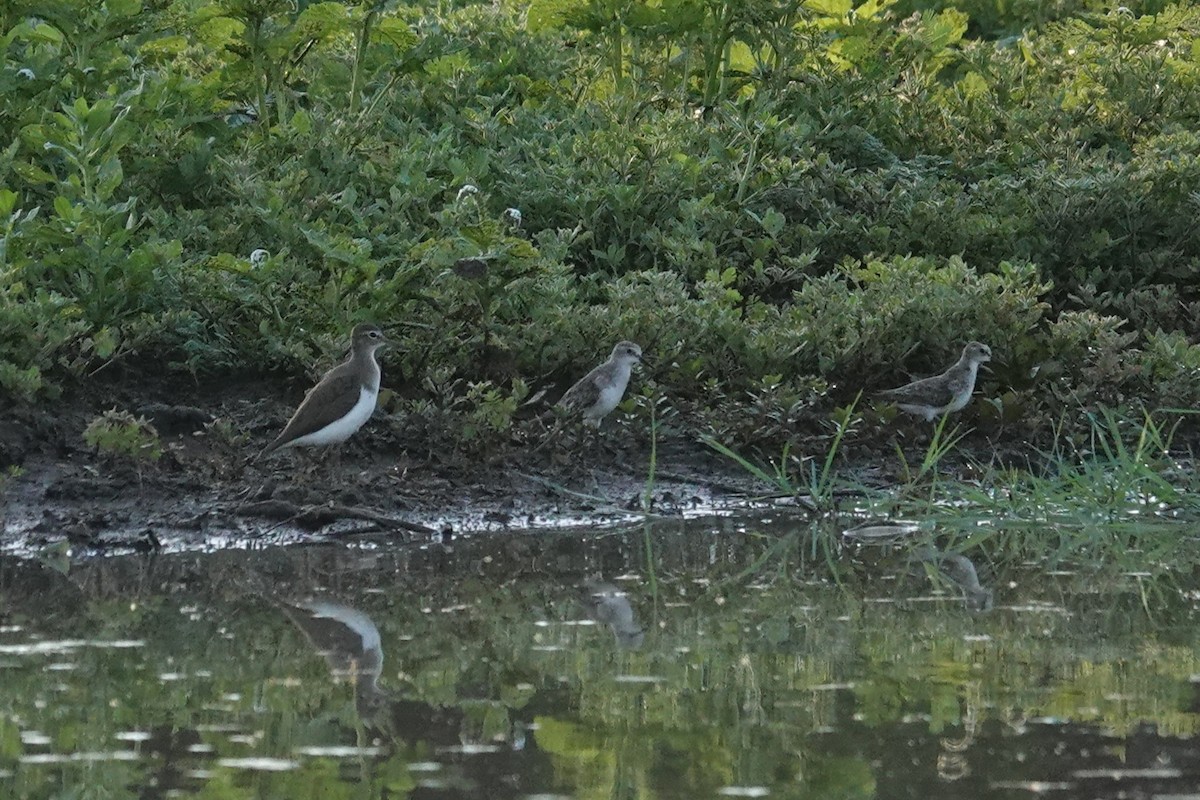 Little Stint - ML646035748