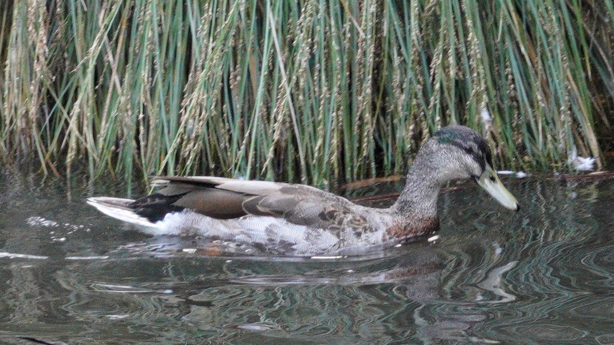 Mallard - ML646035751