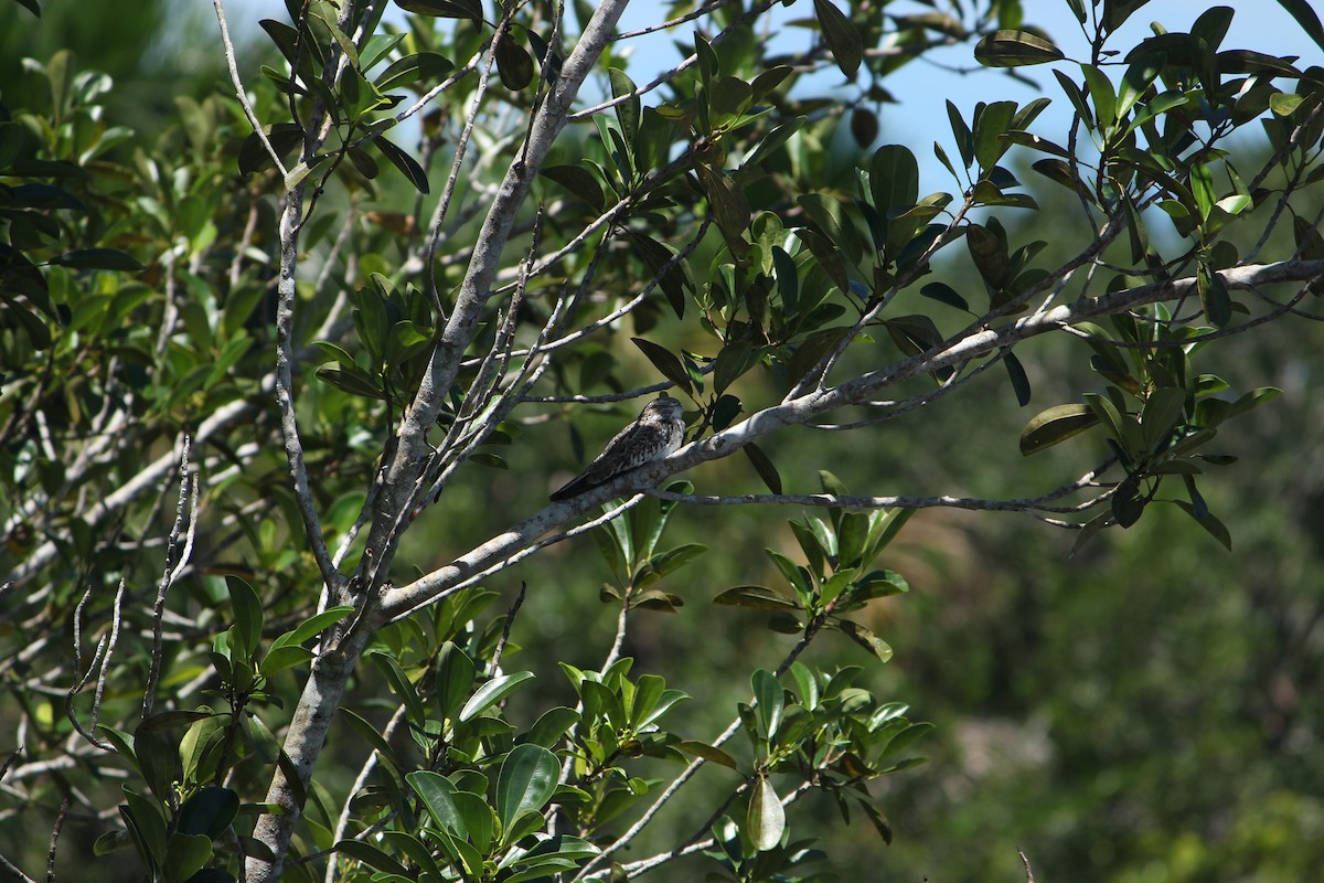 Sand-colored Nighthawk - ML646035755