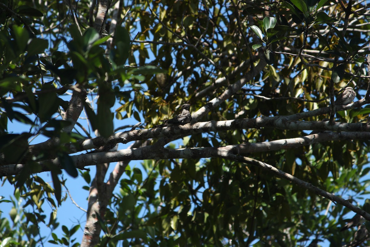 Common Nighthawk - ML646035765