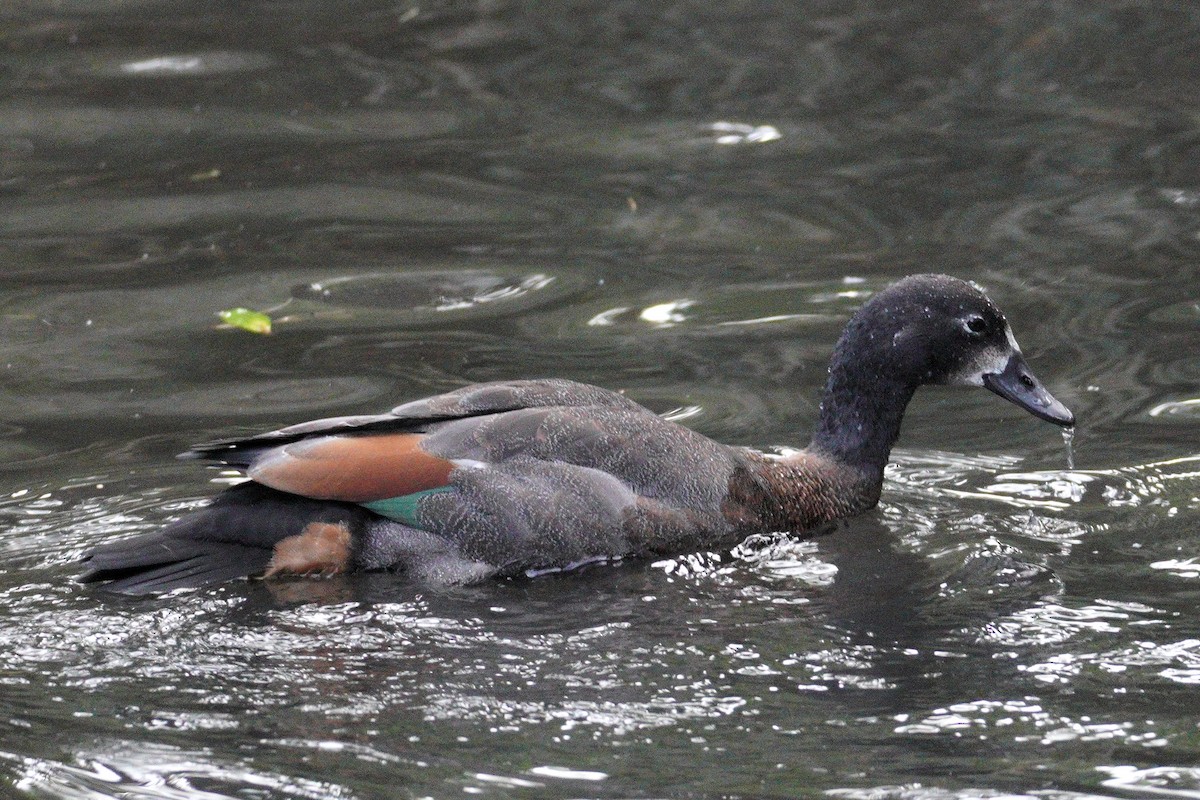 Tarro Maorí - ML646035769