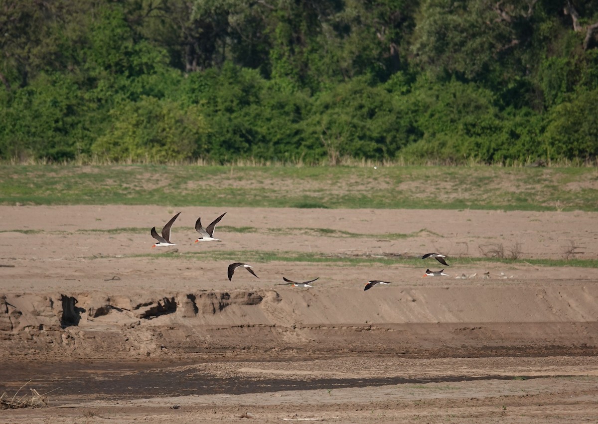 African Skimmer - ML646035773