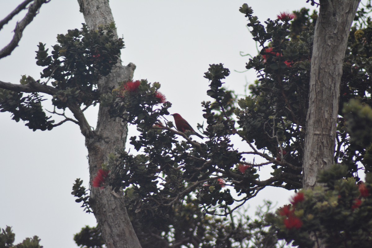 Apapane - ML646035775