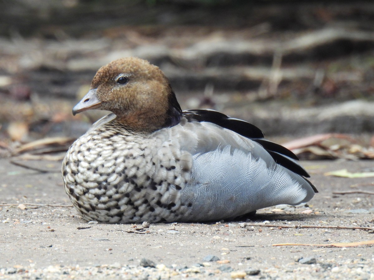 Maned Duck - ML646035779