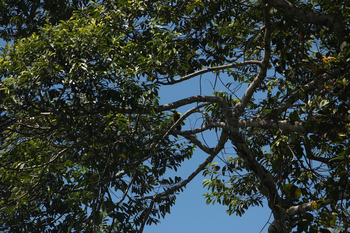 Great Jacamar - ML646035780