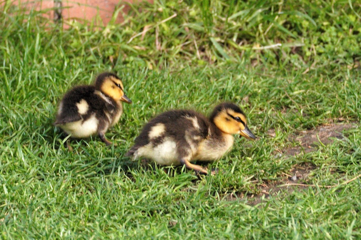 Mallard - ML646035786