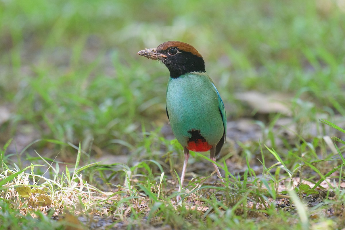 Western Hooded Pitta - ML646035812