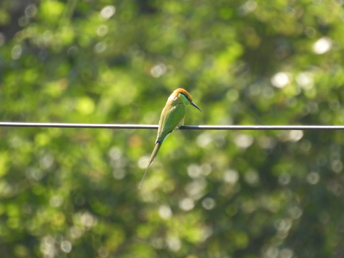 Asian Green Bee-eater - ML646035813