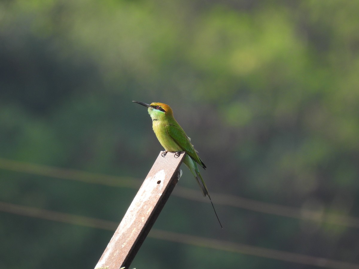 Asian Green Bee-eater - ML646035814