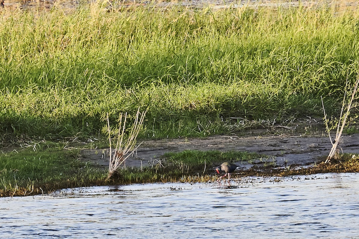 African Swamphen - ML646035815