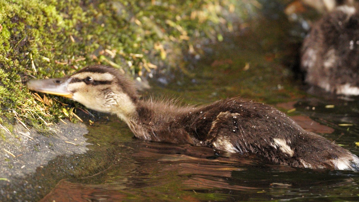 Mallard - ML646035816