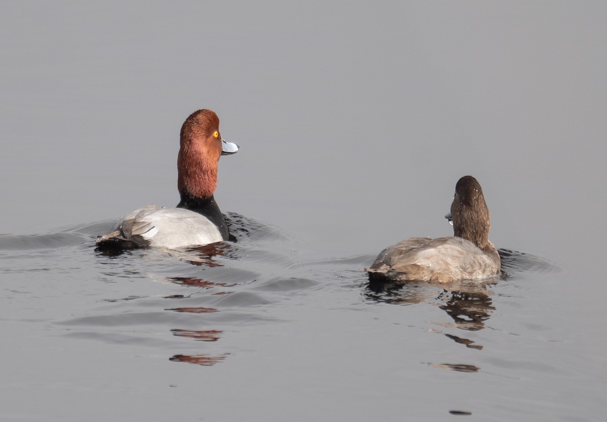 Redhead - ML646035821