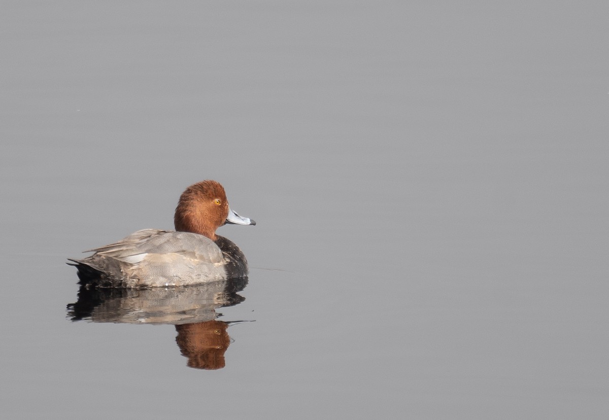 Redhead - ML646035822