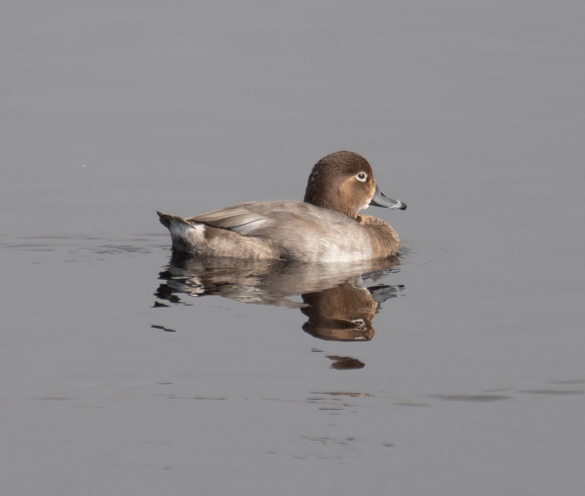 Redhead - ML646035824