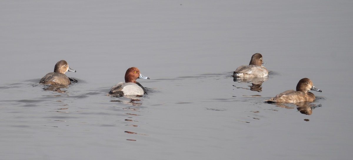 Redhead - ML646035825