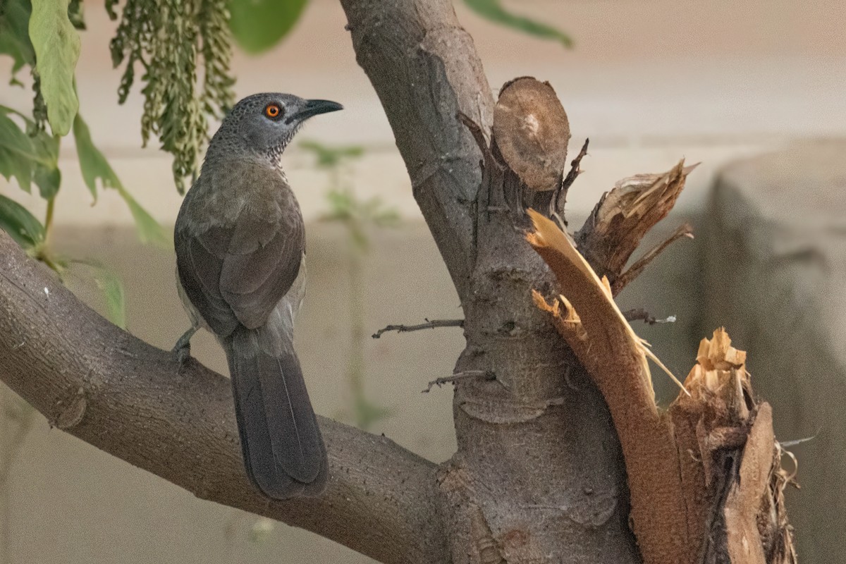 Brown Babbler - ML646035827