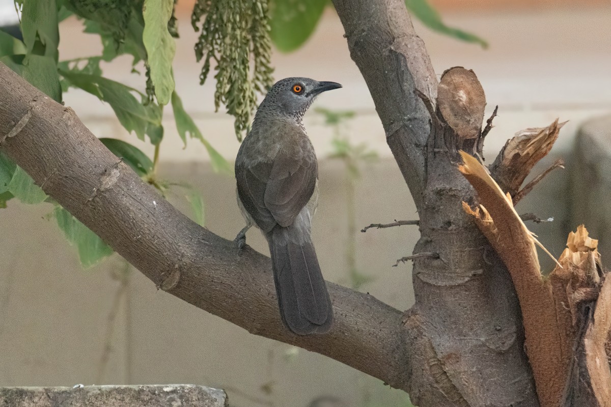 Brown Babbler - ML646035828