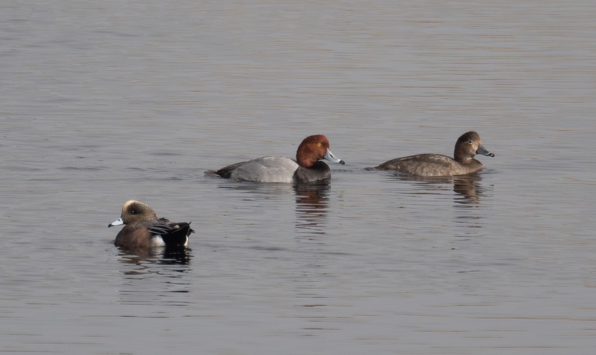 amerikablesand - ML646035829