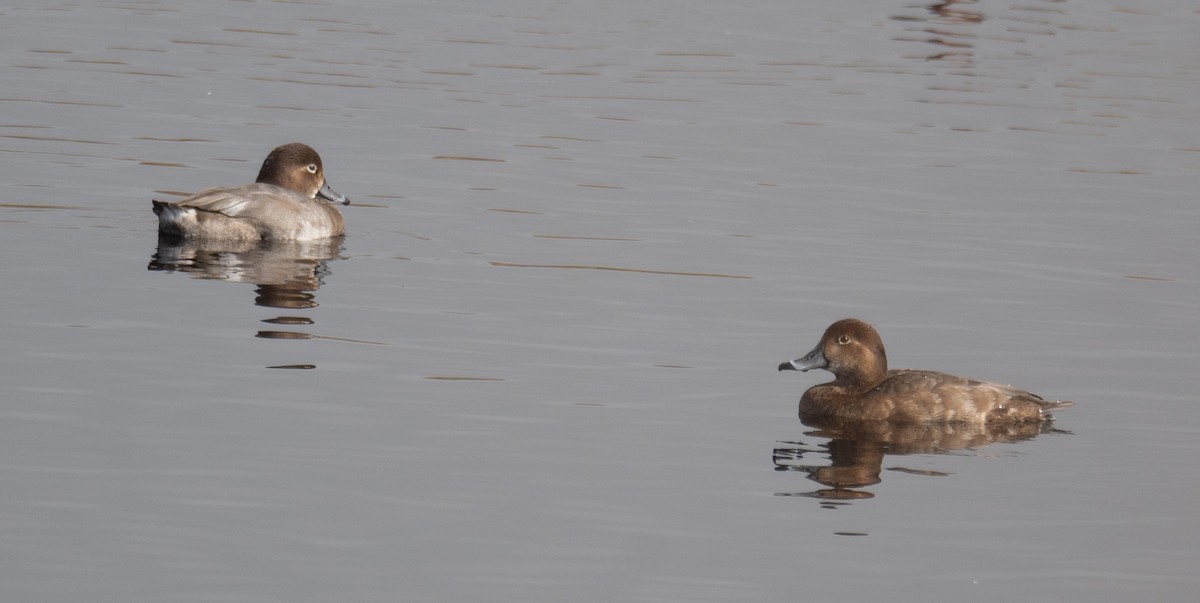 Redhead - ML646035830
