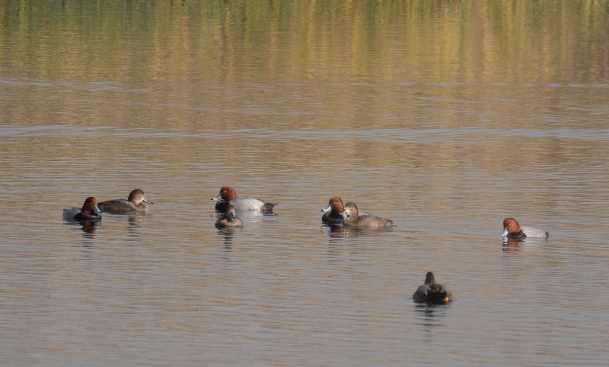 Redhead - ML646035833