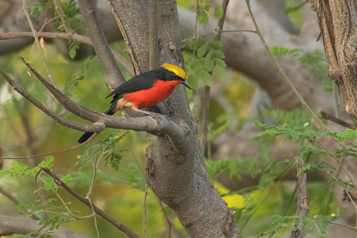 Гонолек червоний - ML646035835